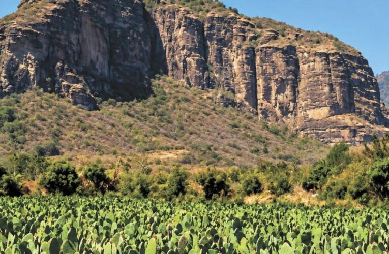 Producción agrícola en Morelos: líder nacional en cinco cultivos